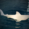 BOBB - the shark lamp -  das Original von Goodnight light